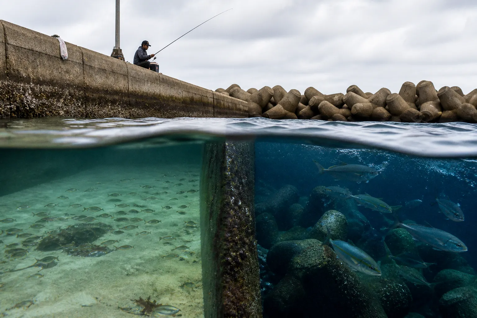 堤防の内側と外側で釣れる魚が変わる理由:潮通しと海底構造が生む生態系の違い